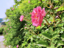得潤的薔薇花又開了